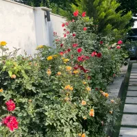 فروش یا تهاتر باغ ویلا