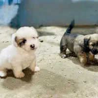 سگ پاکوتاه|سگ|لوندویل, |دیوار