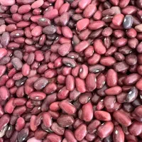 لوبیا قرمز سفید|خوردنی و آشامیدنی|اسفراین, |دیوار