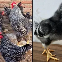 جوجه پیلیموت راک درجه یک