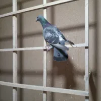 پلاکی عاس سرحال