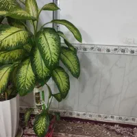 گل دیفن باخیا با گلدان|گل و گیاه طبیعی|سنقر, |دیوار