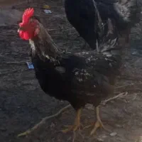 جوجه خروس محلی|حیوانات مزرعه|شیراز, شهرک صنعتی شیراز|دیوار