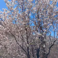 استخدام کارگر برای باغ خانوادگی