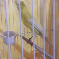 قناری رسمی بلند کاکلی نر|پرنده|ری, علایین|دیوار