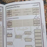 فروش اسب نژاد کرد .از لاین سهراب جعفری  سه ساله|اسب و تجهیزات اسب‌سواری|اسدآباد, |دیوار