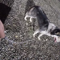 سگ هاسکی نر توله یک ساله معاوضه با گرینچیک|سگ|کهریزک, |دیوار