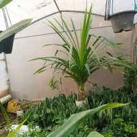 گل فاندلوس بزرگ