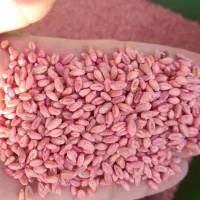 گندم آبی پیشگام مادری