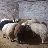 بره نر افشار صادرات