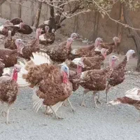 بوقلمون 5 ماهه|حیوانات مزرعه|بوکان, |دیوار