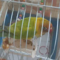 طوطی برزیلی  زیبا وجوان