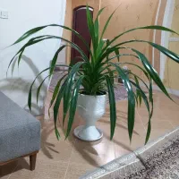 گل پاندانوس|گل و گیاه طبیعی|نیشابور, شهرک اندیشه|دیوار