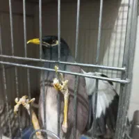 فروش مرغ مینا سخنگو.