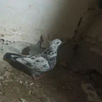 کبوتر مسافتی و جوجه وتکپر|پرنده|گنبد کاووس, |دیوار