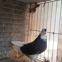 فروش سه عدد ماده ابلغ سیاه