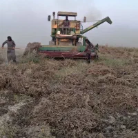 کاه ماش
