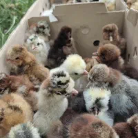 جوجه پنج روزه محلی. اردک . جوجه رنگی تخم نطفه دار|حیوانات مزرعه|نورآباد ممسنی, |دیوار