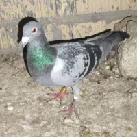 یک جفت کبوتر نر و ماده سبز پلاکی  مسافتی