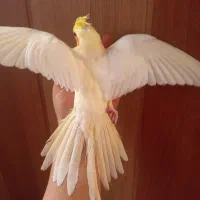 عروس هلندی دستی|پرنده|صدرا-فارس, فاز ۱|دیوار