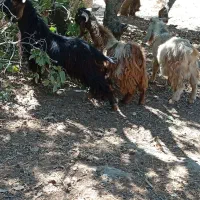 چپش بی نر