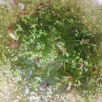 بچه حلزون رامشورن