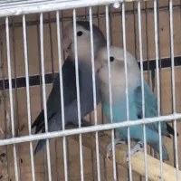 طوطی بریزیلی