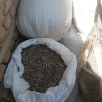تخمه خامs400