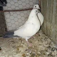 ۴ تا کبوتر|پرنده|قم, زنبیل آباد|دیوار