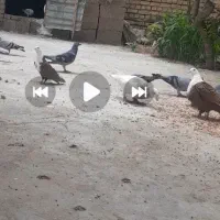 کفتر یه جفت کربلایی