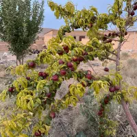 فروش دامداری|فروش دفتر صنعتی، کشاورزی، تجاری|بروجن, |دیوار