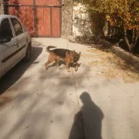 سگ ژرمن نر|سگ|ارژن, |دیوار