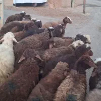 بره|حیوانات مزرعه|مریوان, |دیوار