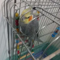 عروس هلندی سخنگو نر ۲۰کلمه حرف میزنه|پرنده|تهران, ائمه اطهار|دیوار