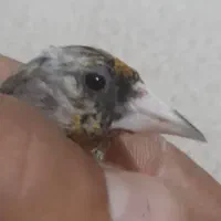 سهره|پرنده|ایذه, |دیوار