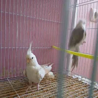 باسلام جفت عروس البینوکارداده