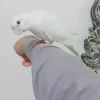 عروس هلندی|پرنده|زهک, |دیوار