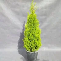 لاوسون قیچی خورده (یونیک )|گل و گیاه طبیعی|تهران, صادقیه|دیوار
