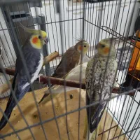 عروس هلندی نر ماده