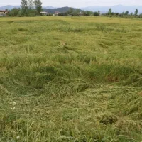 زمین فروشی برای سردخانه سوله سازی
