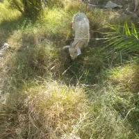 بز با کهره ۵ملیونو ۵۰۰|حیوانات مزرعه|جیرفت, |دیوار