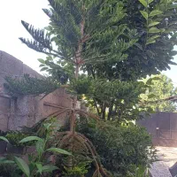 کاج مطبق