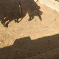 بره قوچ همو|حیوانات مزرعه|عسگران, |دیوار