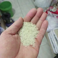 برنج طارم محلی