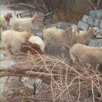 ۷ عدد بز آبستن سنگین