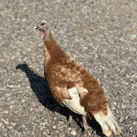 بوقلمون بوربرن ۱ساله