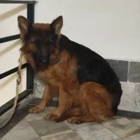 سگ ژرمن ماده