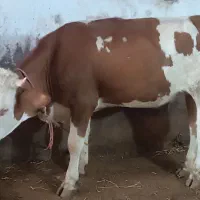 یک عدد گوساله ماده اصل سیمینتال