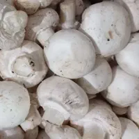 قارچ دزفول