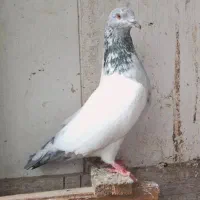 کبوتر باخت رفته